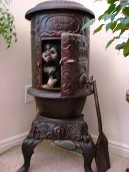 black-and-whtie-female-havanese-puppy-found-home-from-utah-to-arizona